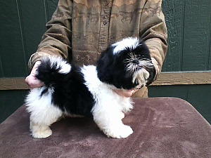 GORGEOUS AKC SHIH TZU PUPPIES