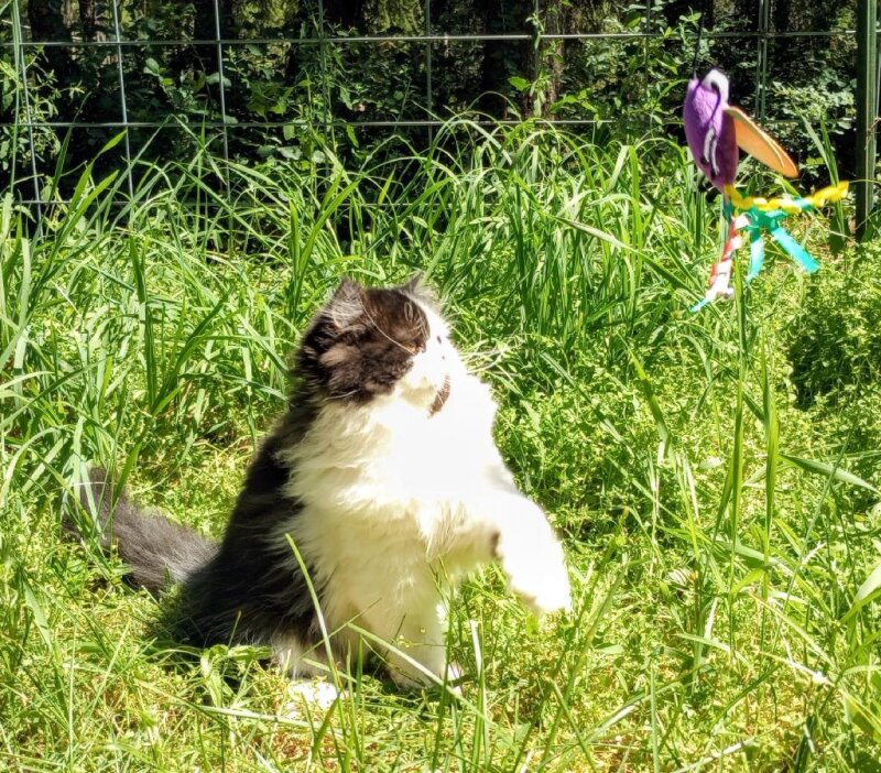 BEAUTIFUL PERSIAN KITTENS