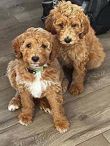 AKC STANDARD POODLE PUPPIES 