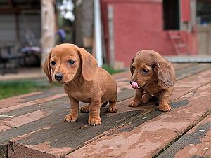BEAUTIFUL MINI DACHSHUND PUPPIES 