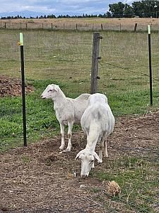 BEAUTIFUL ST. CROIX SHEEP 