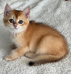 BRITISH KITTENS 