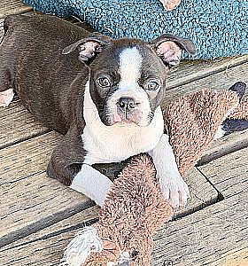 BOSTON TERRIER PUPPIES
