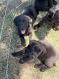 AKC BLACK LAB PUPPIES