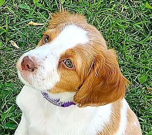 AKC BRITTANYS PUPPIES