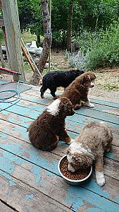 STANDARD AUSTRALIAN SHEPHERD PUPPIES