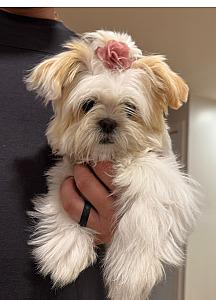 PUREBRED FEMALE SHIH TZU