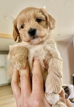 HYPOALLERGENIC DESIGNER PUPPIES