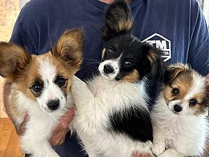 BEAUTIFUL PAPILLON BOYS 