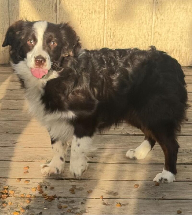 AKC MINIATURE AMERICAN SHEPHERDS