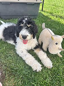 MULTI GENERATIONAL BERNEDOODLE PUPPIES