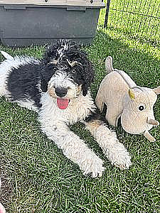 MULTI GENERATIONAL BERNEDOODLE PUPPIES