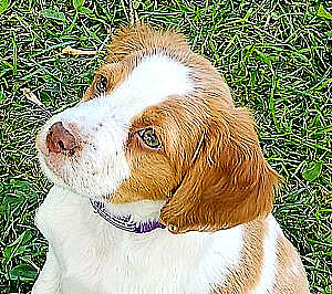 AKC BRITTANYS PUPPIES