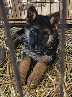 GERMAN SHEPARD PUPPIES