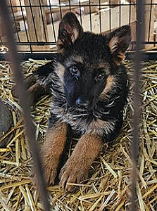 GERMAN SHEPARD PUPPIES