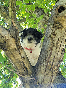 COTON DE TULEAR PUPPIES