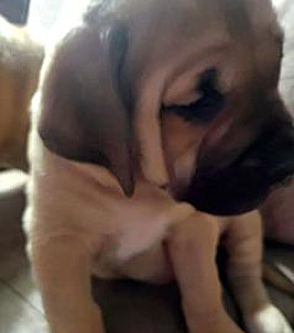GLADIATOR MASTIFF PUPPIES ARE HERE!
