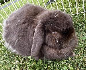 NEED TO REHOME OUR SWEET HOLLAND FEMALE LOP BUNNY 