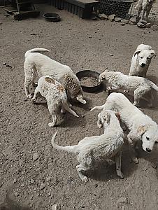 GREAT PYRENEES CROSS PUPPIES