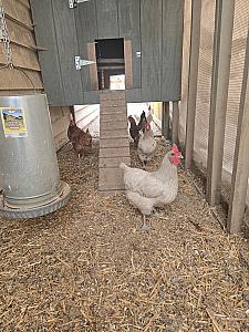 SIX FIRST YEAR LAYERS FOR REHOMING 