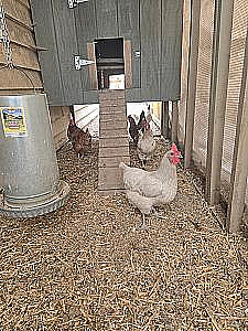 SIX FIRST YEAR LAYERS FOR REHOMING 
