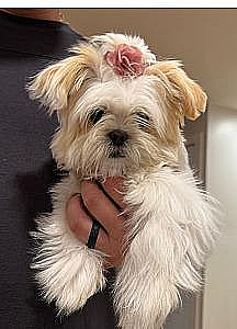 PUREBRED FEMALE SHIH TZU