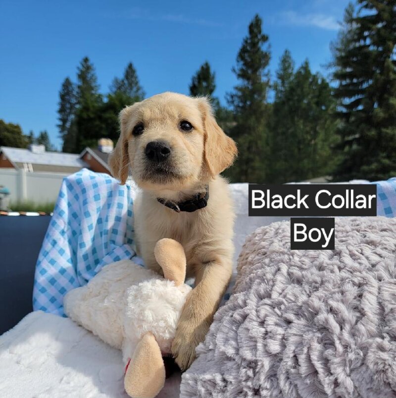 AKC GOLDEN RETRIEVER PUPPIES