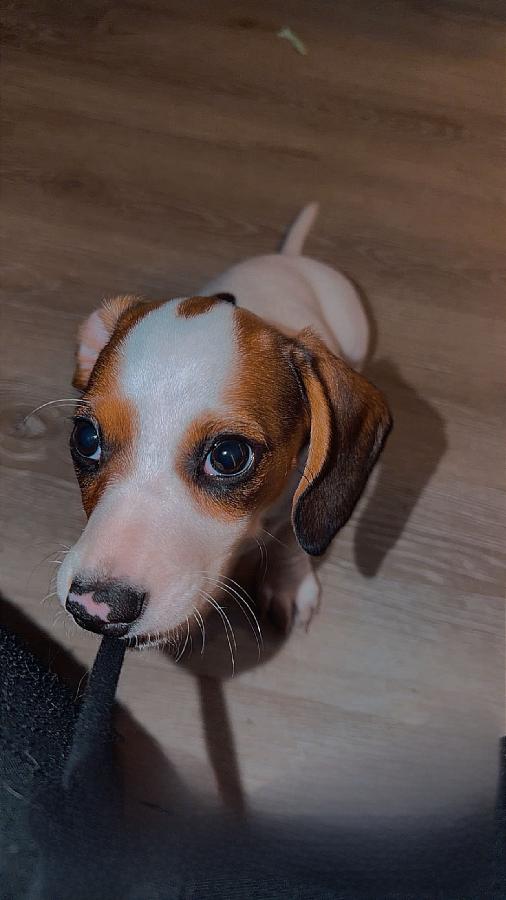 LONG HAIRED PIEBALD FEMALE DACHSHUND PUPPIES