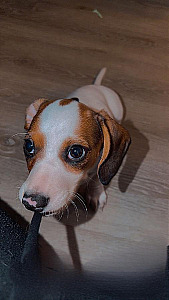 LONG HAIRED PIEBALD FEMALE DACHSHUND PUPPIES