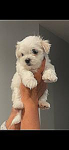 ADORABLE MALTESE PUPPIES