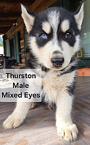 PUREBRED HUSKY PUPPIES