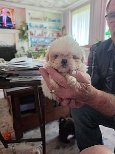 PUREBRED SHIH TZU PUPPIES