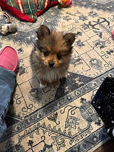 PRICE REDUCED! POMERANIAN TOY/ AUSSIE PUPPY 