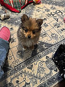 PRICE REDUCED! POMERANIAN TOY/ AUSSIE PUPPY 