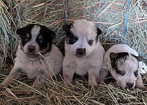 BEAUTIFUL HEELER PUPPIES 