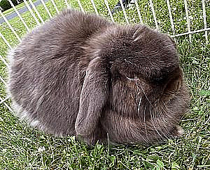 NEED TO REHOME OUR SWEET HOLLAND FEMALE LOP BUNNY 