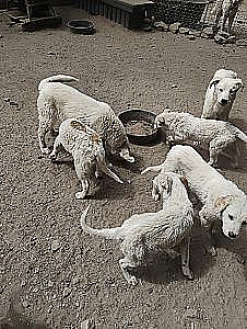 GREAT PYRENEES CROSS PUPPIES