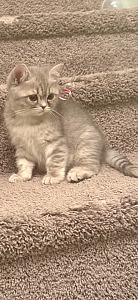 SCOTTISH STRAIGHT KITTENS
