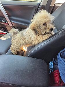 FEMALE HAVAPOO PUPPY 