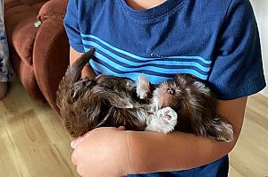 RARE CHOCOLATE & LILAC IMPERIAL SHIH TZU PUPPIES 