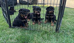 AKC REG. ROTTWEILER PUPPIES 