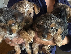 FULLBRED YORKIE PUPPIES