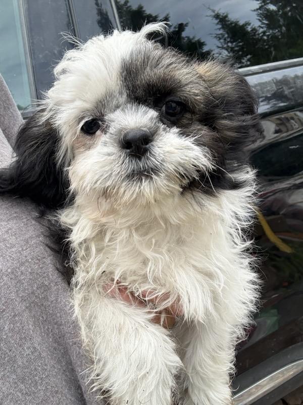 PUREBRED SHIZ TZU PUPPIES