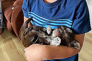 RARE CHOCOLATE & LILAC IMPERIAL SHIH TZU PUPPIES 