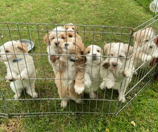 ADORABLE COTONPOO PUPPIES