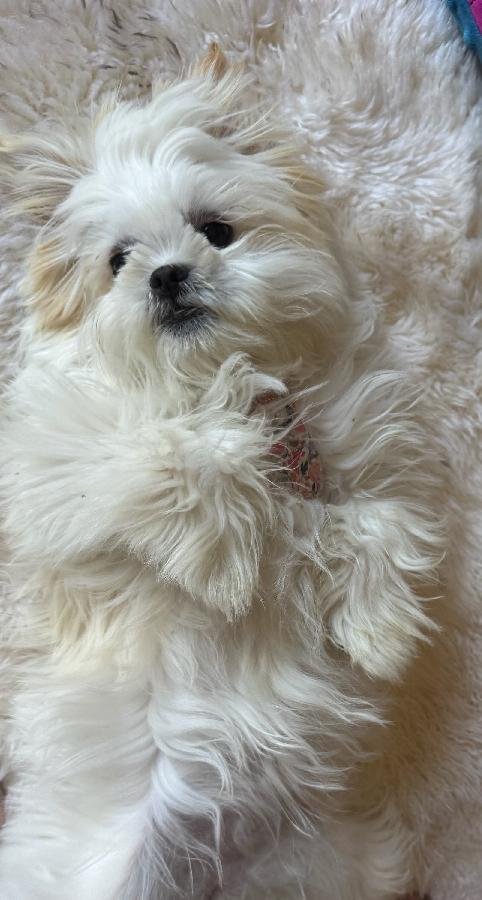 PUREBRED FEMALE SHIH TZU