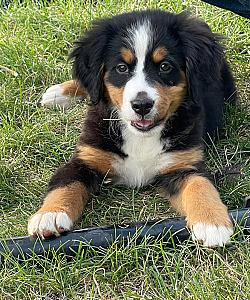 PUREBRED BERNESE MOUNTAIN DOG PUPPIES 