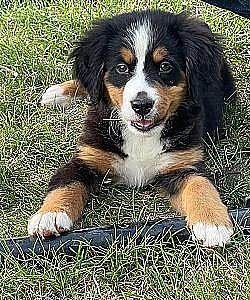 PUREBRED BERNESE MOUNTAIN DOG PUPPIES 