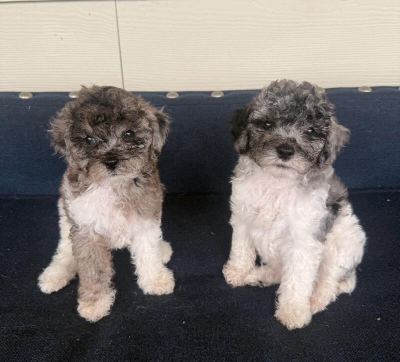 MINIATURE POODLE & POMAPOO PUPPIES