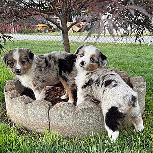 TOY AUSTRALIAN SHEPHERDS 